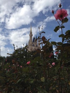 Cinderella's Rose Garden