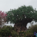 animal kingdom night hours