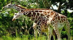 Disney's Sunrise Safari