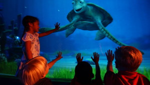 dory turtle talk with crush