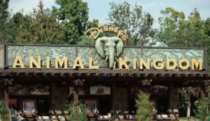 disney's animal kingdom gun arrest