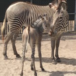 grevy's zebra foals disney's animal kingdom
