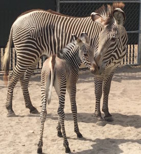grevy's zebra foals disney's animal kingdom