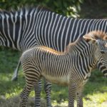grevy's zebra foals disney's animal kingdom debut