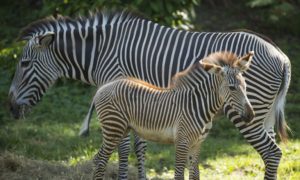 grevy's zebra foals disney's animal kingdom debut