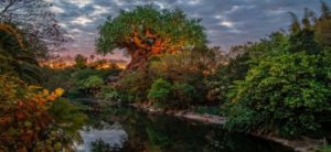disney's animal kingdom live-stream sunrise