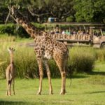 giraffe calf kilimanjaro safaris disney's animal kingdom