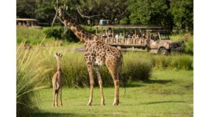 giraffe calf kilimanjaro safaris disney's animal kingdom