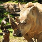 up close with rhinos disney's animal kingdom tour
