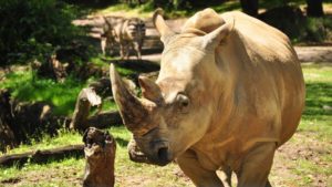 up close with rhinos disney's animal kingdom tour