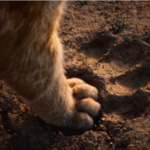 the lion king live-action remake poster trailer teaser jon favreau beyonce