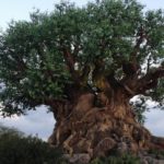 disney's animal kingdom tree of life awakenings lion king
