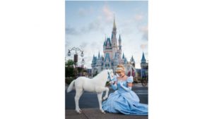 cinderella horse magic kingdom