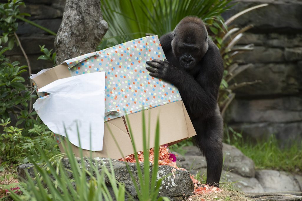 baby gorilla disney's animal kingdom