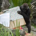 baby gorilla disney's animal kingdom