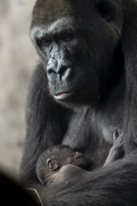 baby gorilla disney's animal kingdom