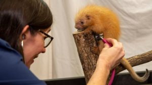 baby porcupine
