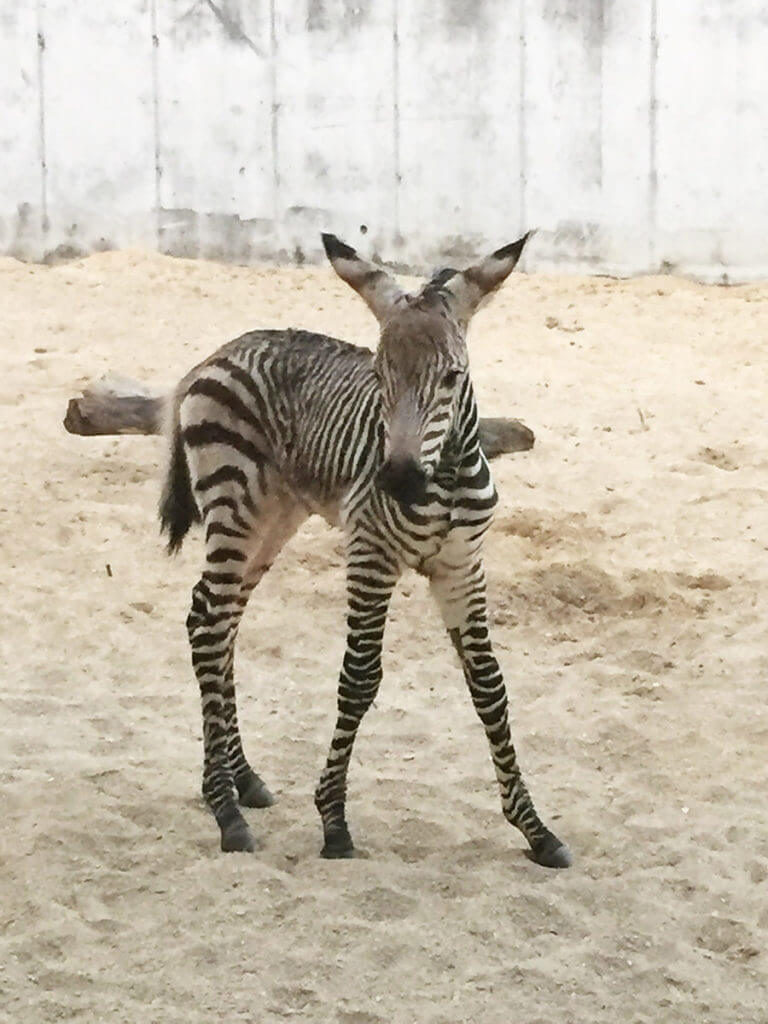 baby zebra